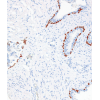 genomeme_antibodies.png